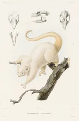 Phalanger av Cook Dumont dUrville, Jules Sebastien Cesar. Reis til Sydpolen og Oseania